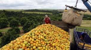 Queda na Safra de Laranja em SP e Triângulo Mineiro Reduz Oferta Global de Suco