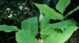 Plantas que podem causar intoxicação nos seres humanos