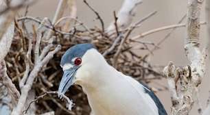 Garças fazem ninho em lugar impensável