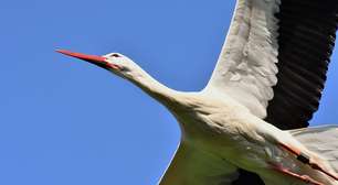 Símbolo de fertilidade, cegonha 'carrega' bebês na mitologia popular