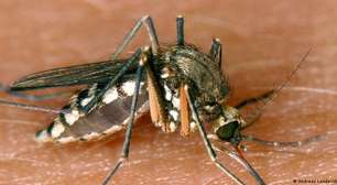 Mosquitos: os animais mais perigosos do mundo