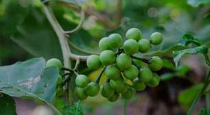 6 benefícios da planta jurubeba para a saúde