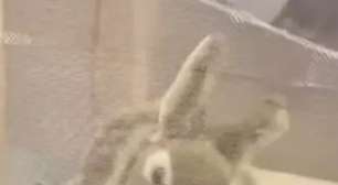 Robôs em forma de coelho capturam pítons invasoras nos EUA