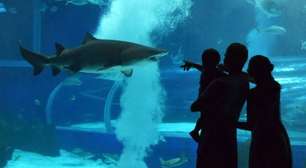 AquaRio inicia alta temporada com programação especial de Natal e mergulho do Papai Noel