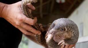 Tráfico de animais vivos bate recorde em 2025, aponta Interpol após megaoperação