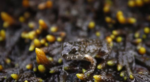 Rãzinha ameaçada de extinção é registrada pela primeira vez em Petrópolis