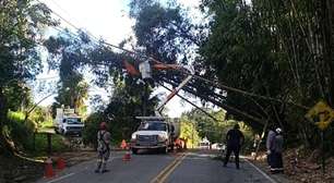 Mogi das Cruzes registra 45 atendimentos para retirada de árvores e galhos após fortes ventos