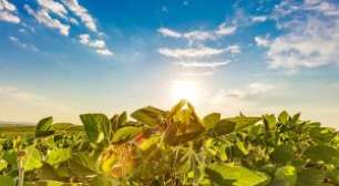 Sinograin Liquida Soja de Reserva em Preparação para Exportações dos EUA