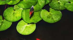 Vitória-régia: a gigante das águas da Amazônia e que só existe no Brasil