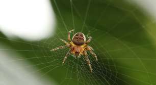 Aprenda como fazer horta em espiral