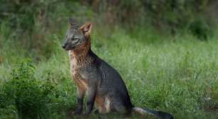 Cachorro-do-mato: conheça esse animal silvestre da América do Sul