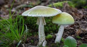 O perigo escondido na floresta: por que não colher cogumelos selvagens