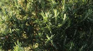 Por que o alecrim é considerado a 'planta da felicidade'? Entenda!