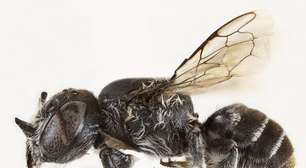 Nova espécie de abelhas é chamada de Lúcifer por ter "chifres"