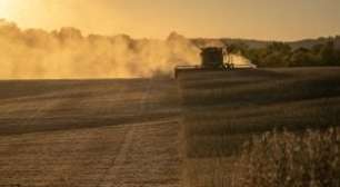 Casamento de Soja e Abelhas Faz Bodas de Ouro no Paraná; Produtora Explica Essa Relação