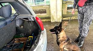 Cães farejadores aceleram fiscalizações em fronteiras e divisas do Rio Grande do Sul