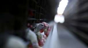 Aumento da Gripe Aviária na Europa Ocorre com Recorde de Casos de Aves Selvagens, Diz EFSA