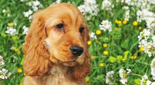 Conheça o Cocker Spaniel, o Pequeno Grande Caçador