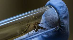 Top 10 da Nature: quem é o cientista brasileiro que entrou para a elite da ciência mundial criando uma "fábrica de mosquitos"