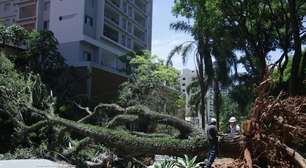 SP registra maior vendaval desde 1963; velocidade das rajadas de vento foi histórica