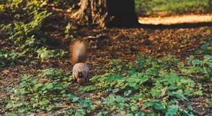 Por que o Brasil não tem esquilos, tão comuns em quase todo o mundo?