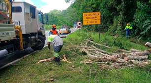 CNL diz que já retirou cerca de 90 árvores caídas na Mogi-Bertioga por conta da ventania