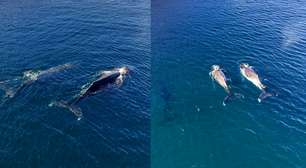 Três baleias-jubarte surpreendem pescadores ao aparecerem coladas à costa de Arraial do Cabo