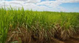 Produtividade da Cana do Centro-Sul Acumula Queda de 4,9% na Safra 25/26, Diz CTC