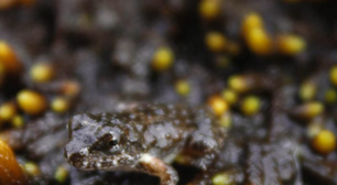 Rãzinha ameaça de extinção é avistada pela primeira vez em parque florestal de Petrópolis