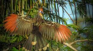 Saiba por que o jacu-cigano é o pássaro mais fedorento do mundo