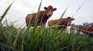 Agricultores franceses se revoltam contra abate em massa de gado para combater doença contagiosa