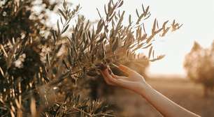 Para cultivar uma oliveira, é preciso plantar isto: poucos sabem que não se trata de um caroço de azeitona