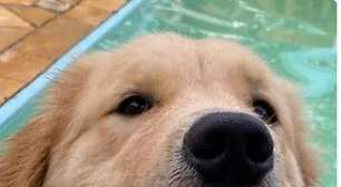 Alerj debate projeto que cria legislação para o funcionamento de hospedagens pets no RJ