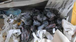 Prefeitura de Porto Alegre orienta sobre presença de andorinhas nos meses de calor