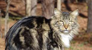 Gatos estadunidenses: 7 raças originárias dos Estados Unidos