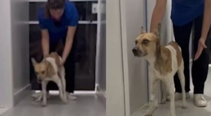 Cão apedrejado em Belém sai do coma e já consegue dar os primeiros passos; veja vídeo