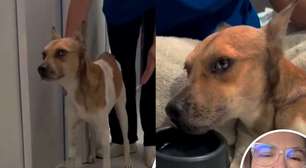Cachorro apedrejado em Belém sai do coma e dá primeiros passos durante recuperação