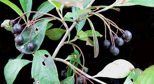 Pouco conhecida, arônia-negra ajuda a preservar a saúde do coração