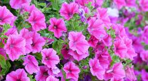 Flores perenes que brotam e embelezam o ano inteiro; conheça as espécies