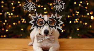 Saiba como manter o bem-estar do seu pet nas festas de fim de ano