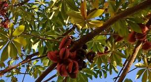 Árvore brasileira fedida produz sementes 'milagrosas'; conheça os piores cheiros do mundo