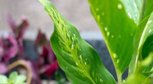 Comigo-ninguém-pode: veja 5 rituais poderosos com a planta