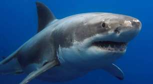 Dormindo metade do cérebro: a estratégia incrível dos animais marinhos