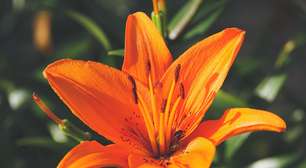 Repleto de simbolismo, o lírio representa pureza, inocência e renovação