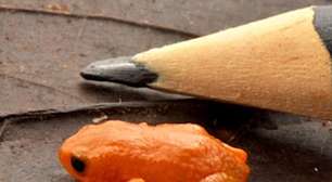 Pesquisador faz homenagem ao presidente Lula com nome de sapo