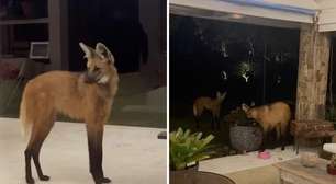 Lobos-guará visitam jardim e encantam paisagista no interior do Rio