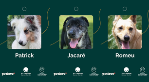 Cães terapeutas ajudam crianças em tratamento de câncer e ganham lar