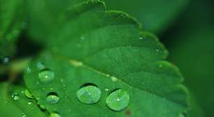 Descubra como surgem as gotas de orvalho que refrescam as plantas