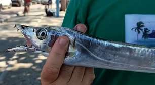 Pra quem não viu: Banhistas sofrem ataque de cardume de peixe-espada