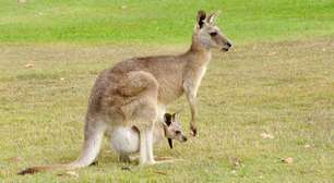 Impala ou canguru: quem salta mais alto e mais longe?